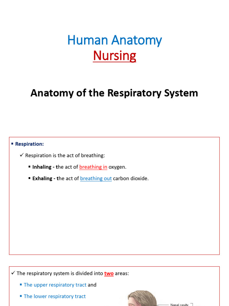 Human Respiratory System Anatomy | PDF | Respiratory Tract | Lung