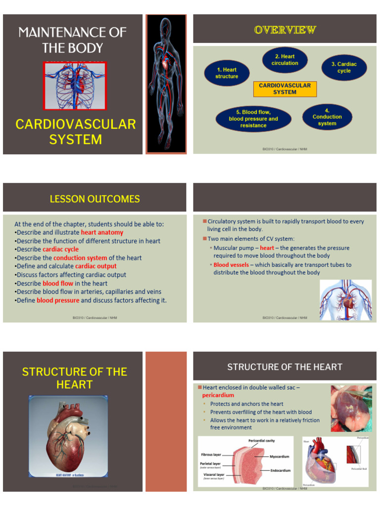 Understanding Heart Structure and Function | PDF | Heart Valve | Heart