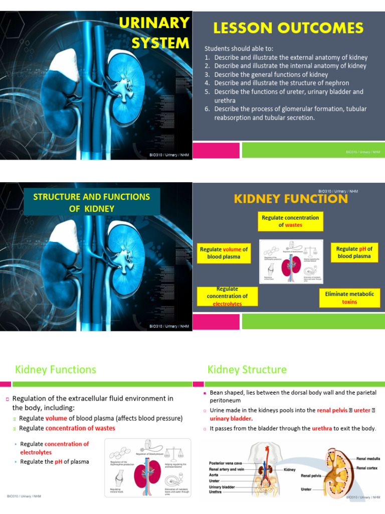Kidney Structure and Function Overview | PDF | Kidney | Urinary System