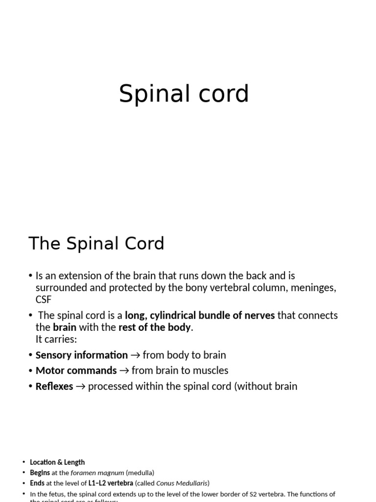 Overview of the Spinal Cord Structure | PDF | Spinal Cord | Human Anatomy