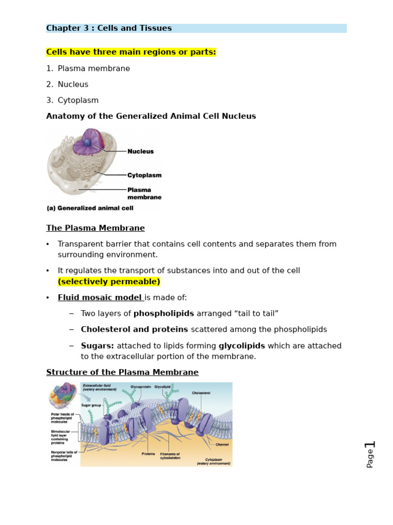 Anatomy of Animal Cells and Tissues | PDF | Epithelium | Endoplasmic ...