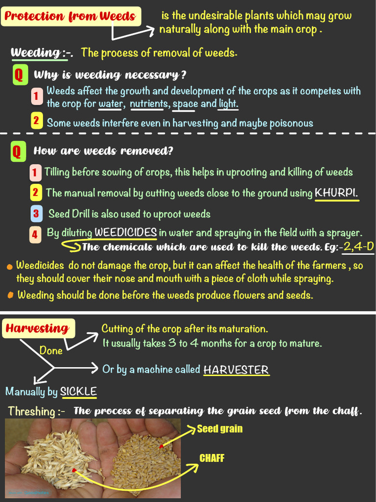 Effective Weeding Techniques for Crops | PDF