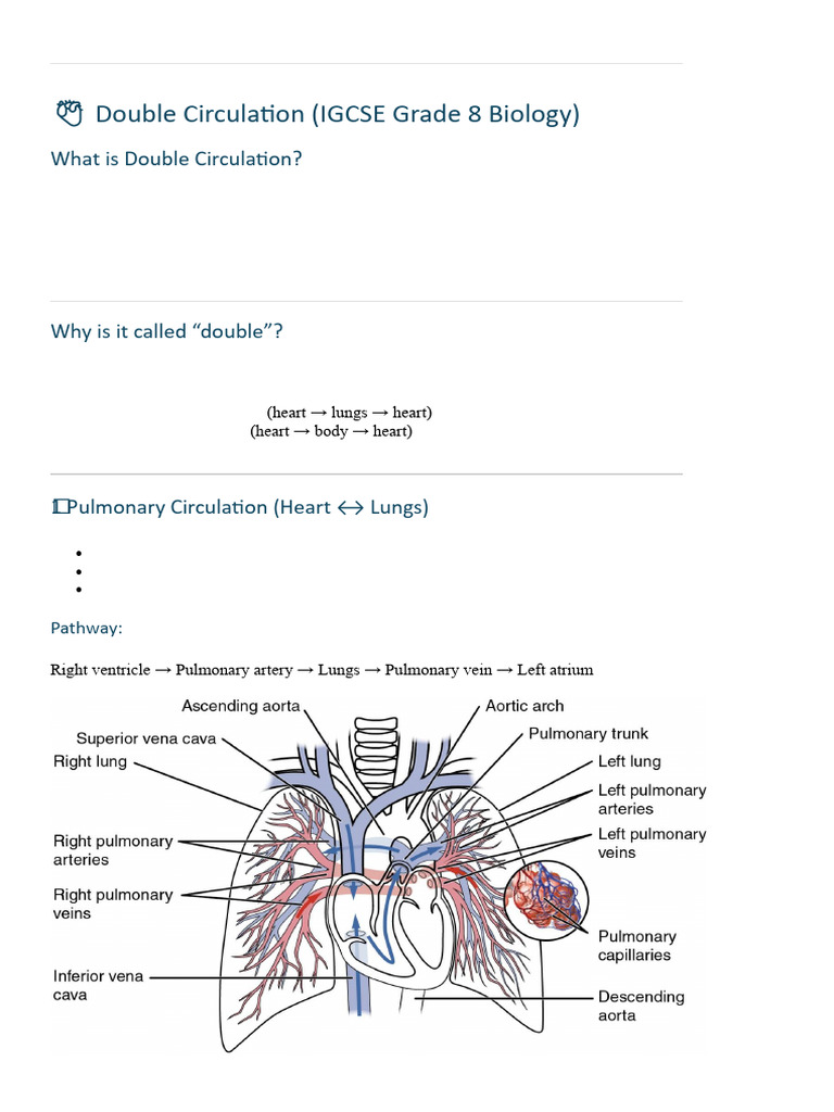 Double Circulation | PDF | Circulatory System | Vein