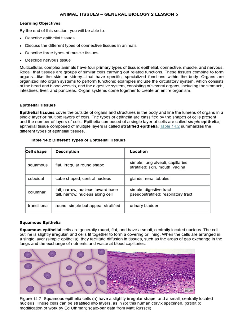 Overview of Animal Tissue Types | PDF | Epithelium | Connective Tissue