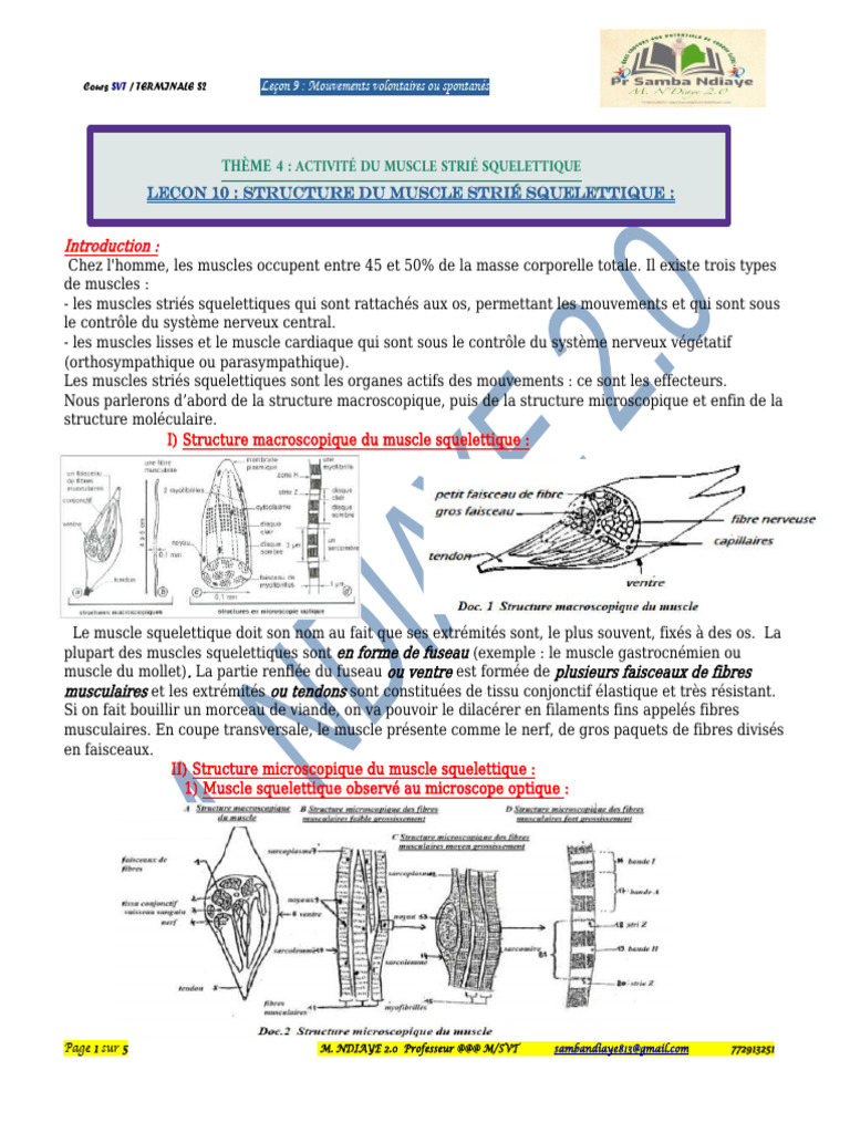 Structure et fonction des muscles squelettiques | PDF | Muscle ...