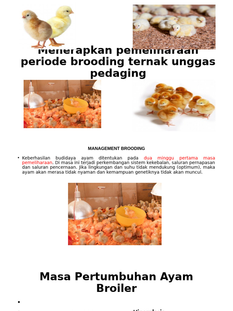 Panduan Pemeliharaan Masa Brooding Ayam | PDF
