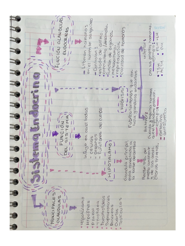 Mapa Conceptual | PDF