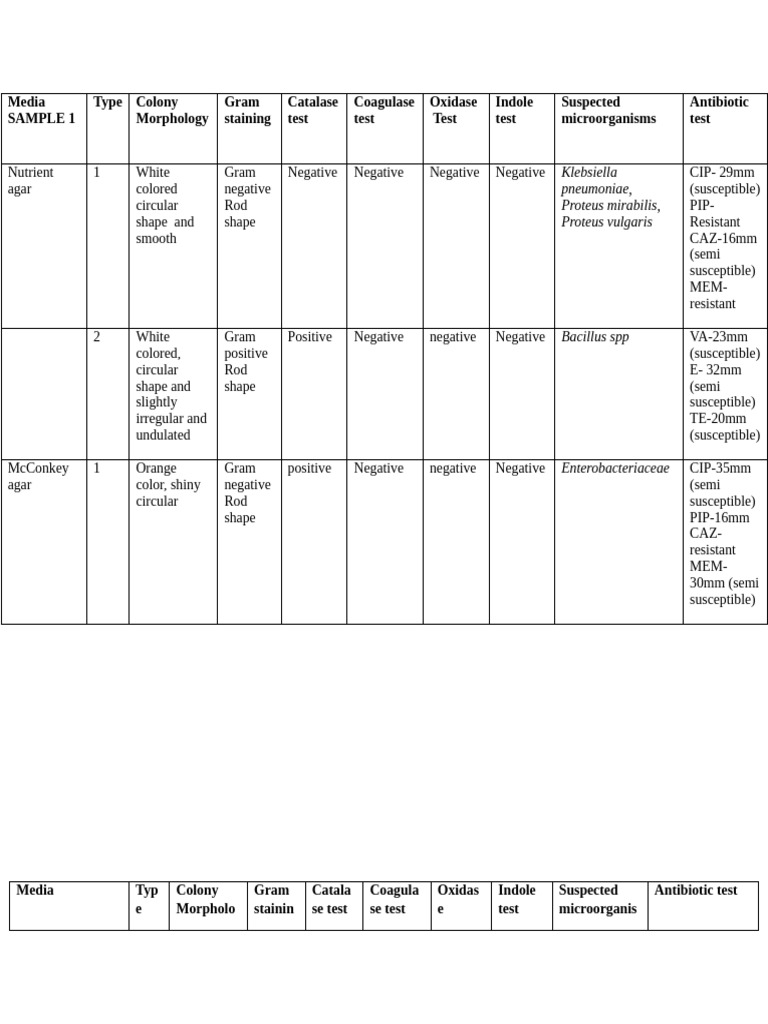 Microbial Identification and Antibiotic Testing | PDF | Organisms ...
