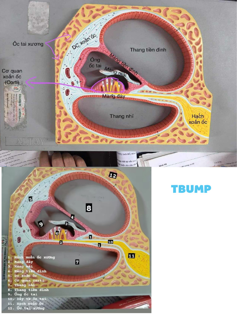 Tai mắt | PDF
