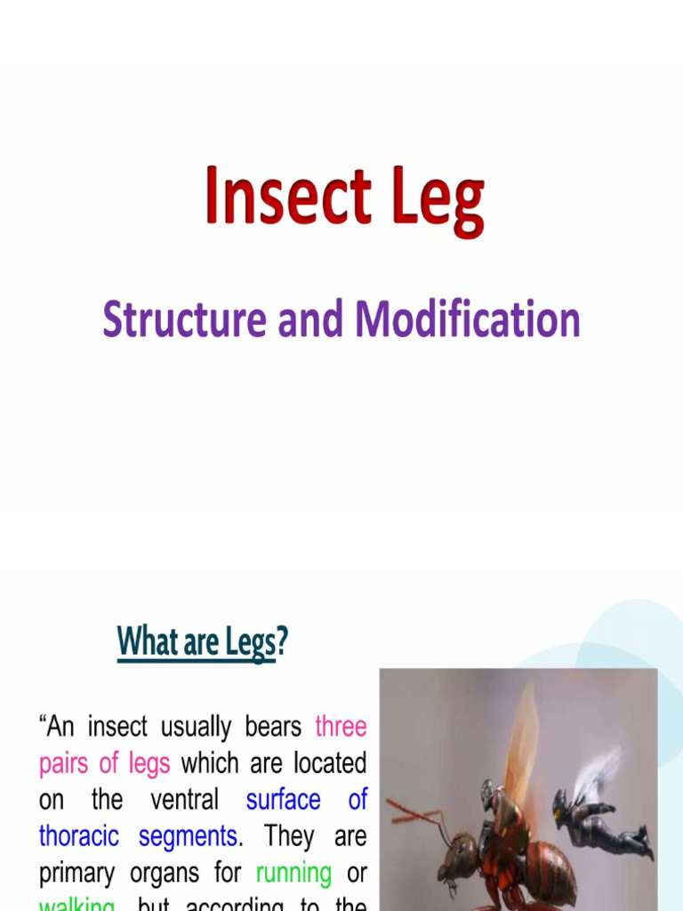 Insect Legs | PDF