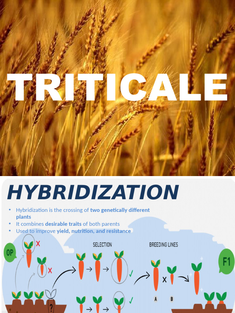 Hybridization in Crop Improvement | PDF