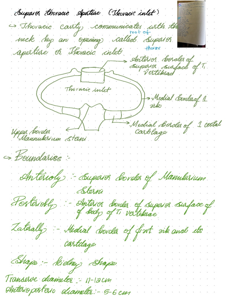 Anatomy Imp Topics Thorax | PDF