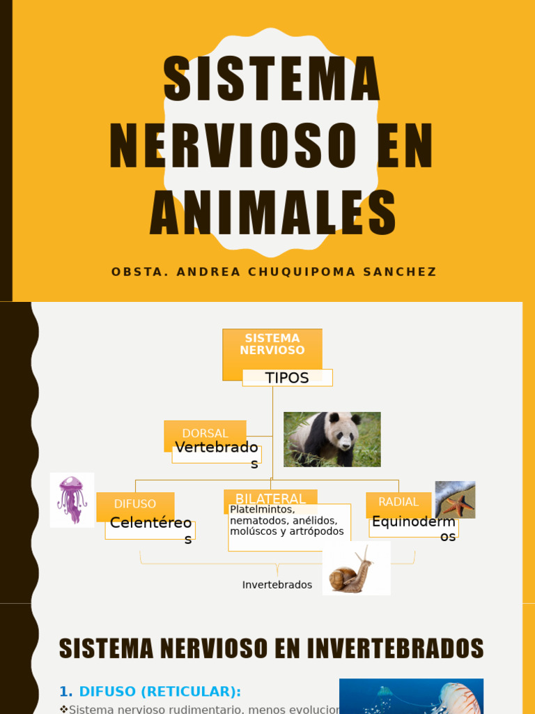 Sistema Nervioso en Animales: Tipos y Estructuras | PDF | Sistema ...