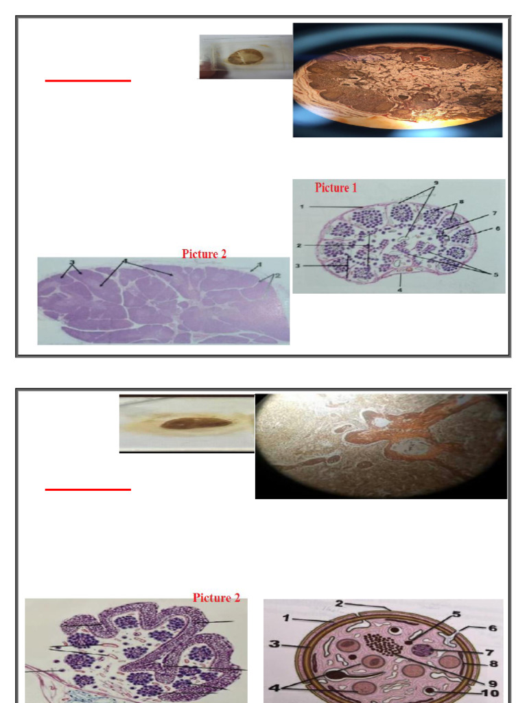 Organ and Blood Test Identification Guide | PDF | Glycated Hemoglobin ...