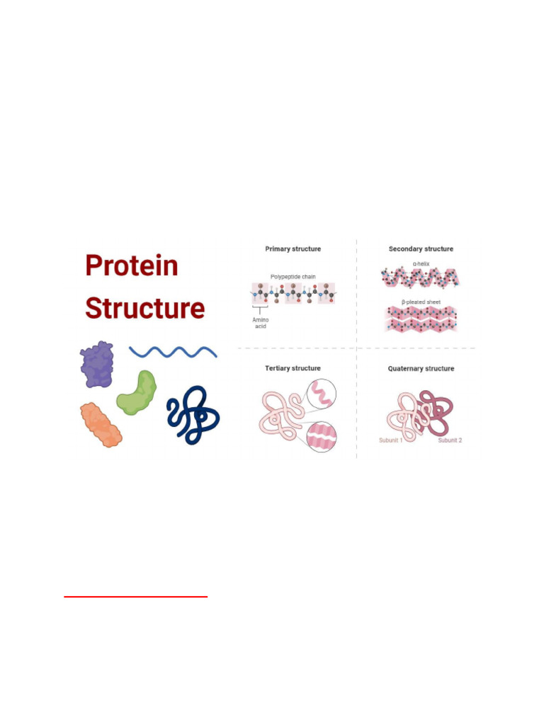 Understanding Protein Structure Types | PDF | Protein Structure | Beta ...