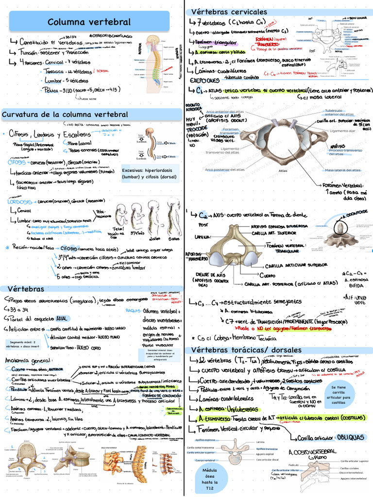 Anatomía y Funciones de la Columna Vertebral | PDF | Vértebra | Sistema ...