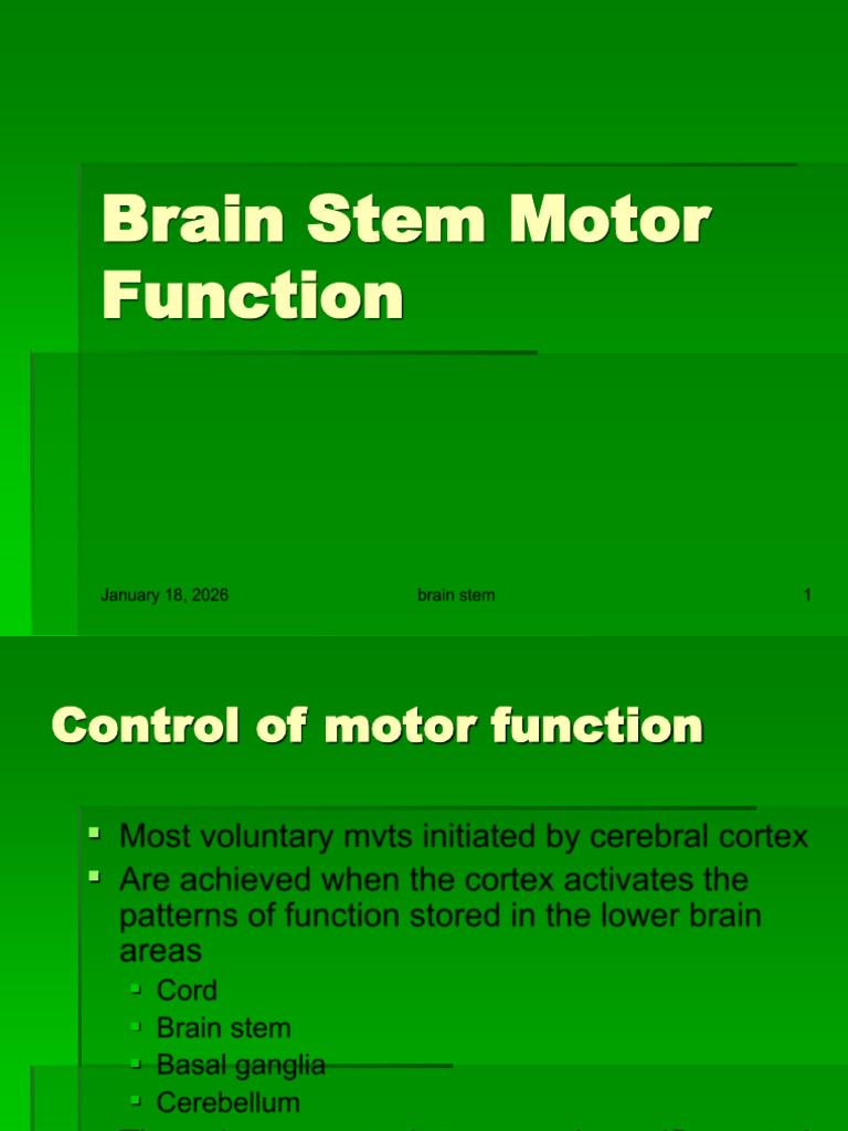 Brain Stem Motor Function Overview | PDF