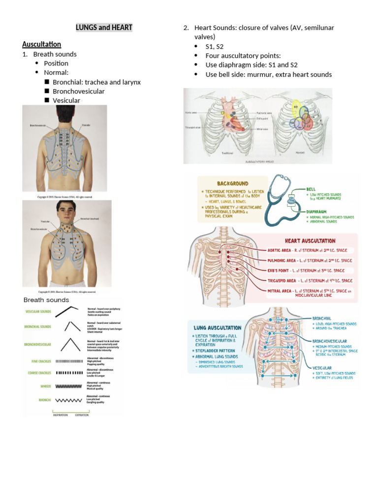 Lungs and Heart Auscultation Guide | PDF