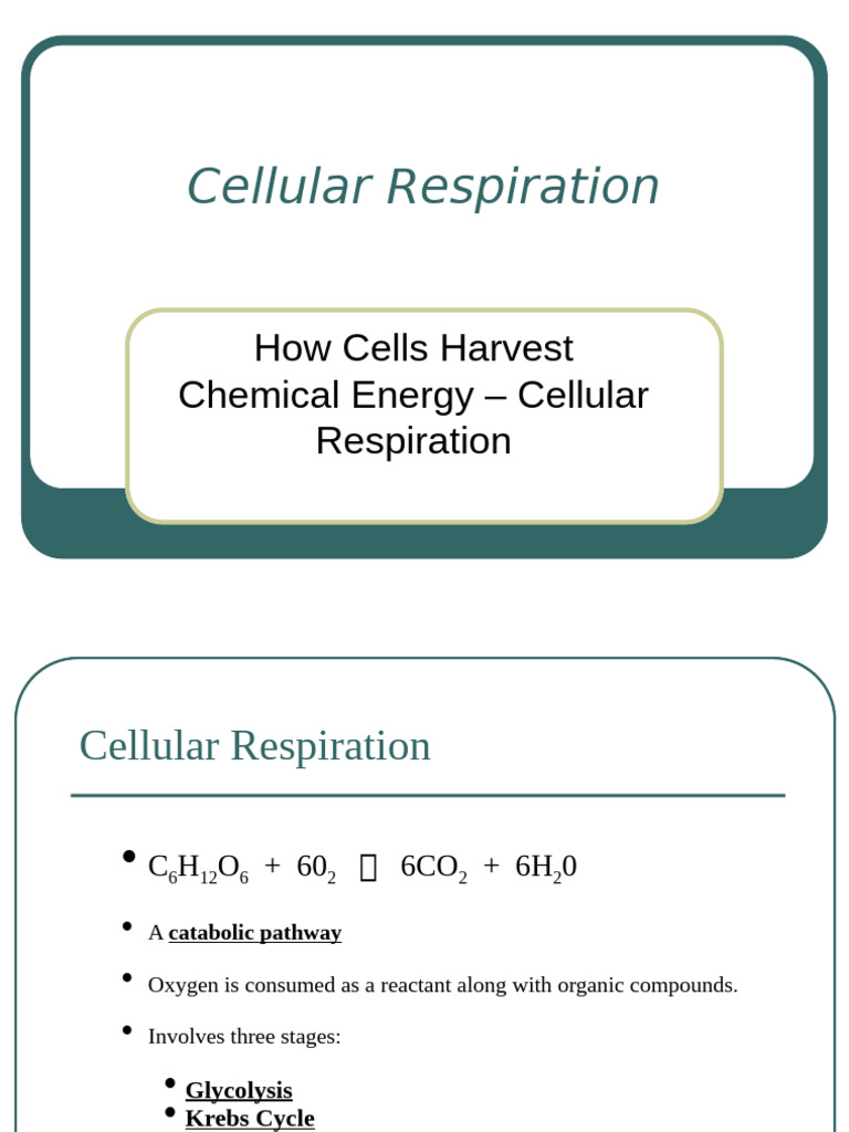 Cellular Respiration | PDF | Cellular Respiration | Adenosine Triphosphate