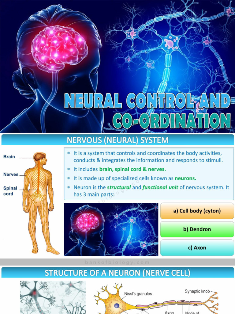 21 Neural Control N Coordination - Picture Slides - Demo - PPTX ...