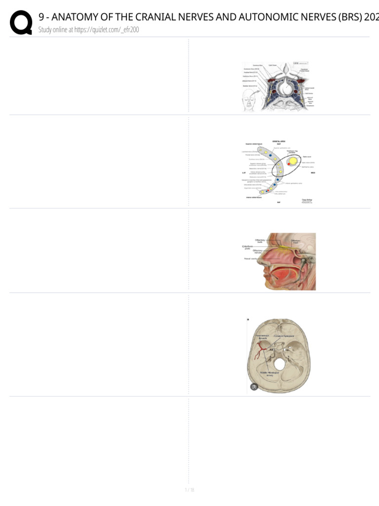 44d18ee5-5d14-43d7-9248-55221dd46c19 | PDF | Human Anatomy | Human Head ...