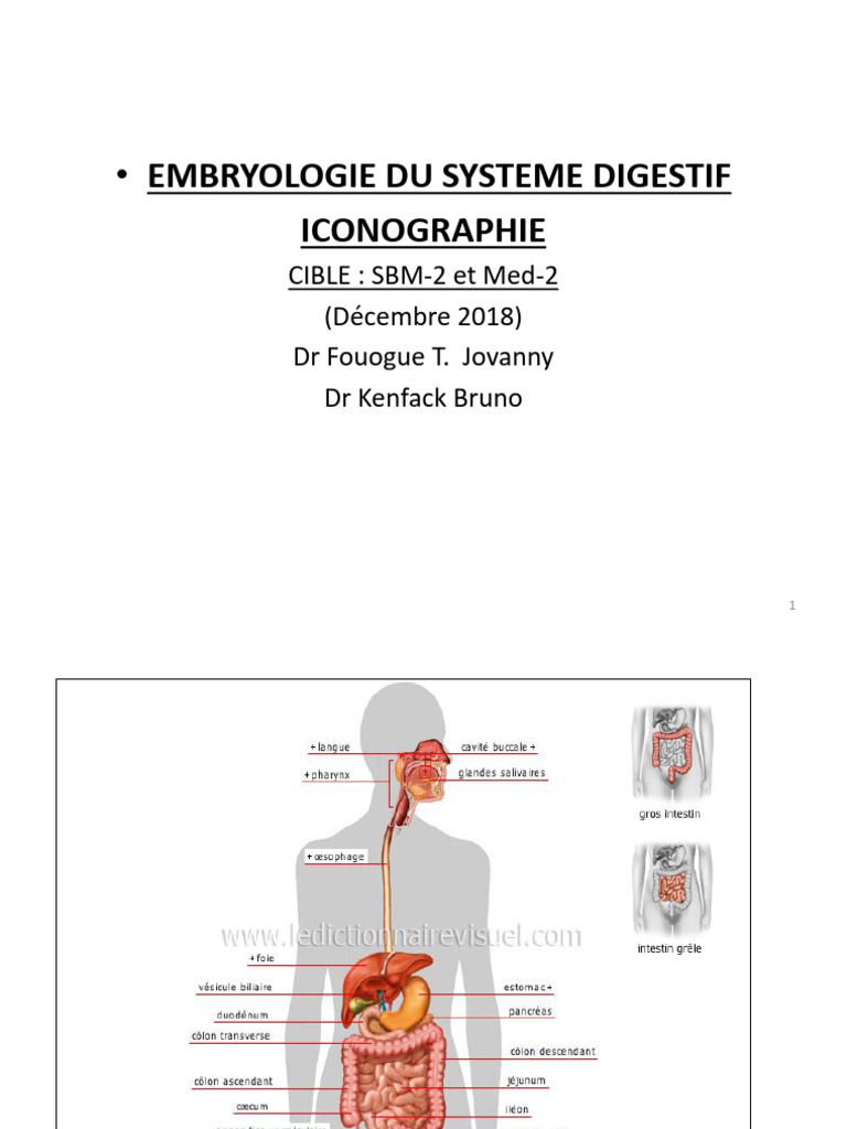 Iconographie Syt Digestif Med 2 SBM2 | PDF | Péritoine | Pancréas
