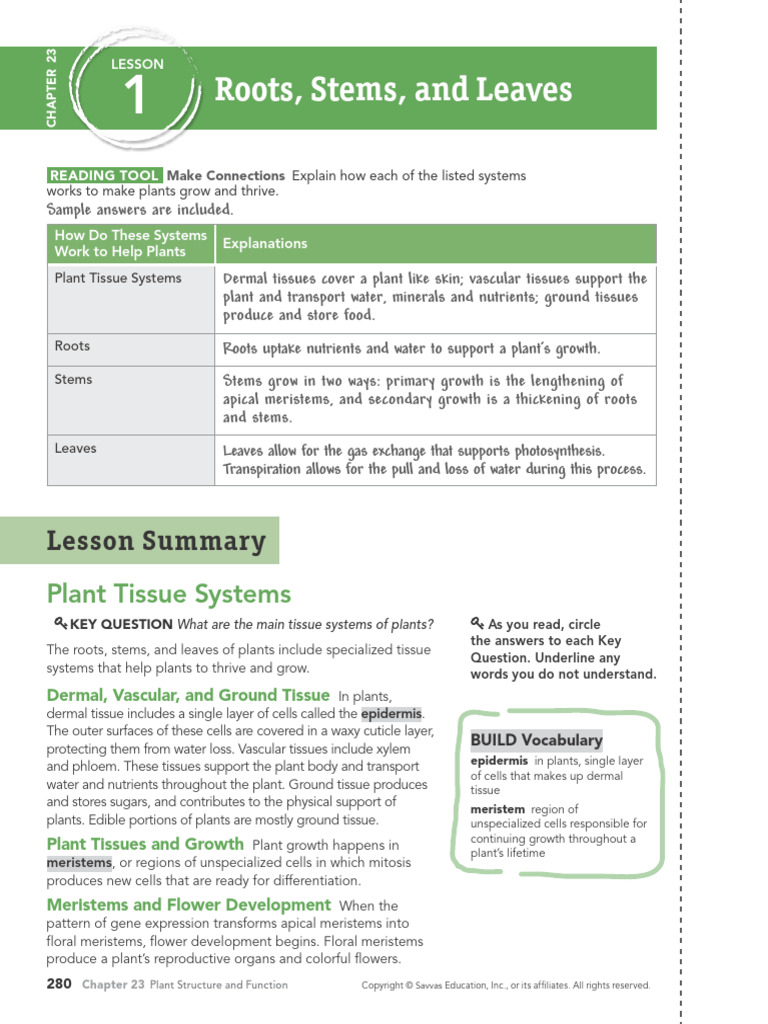CH.23 Plant Structure and Function | PDF | Plant Stem | Leaf