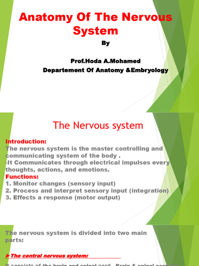 Lecture 8 Human Anatomy of The Nervous System | PDF | Spinal Cord ...