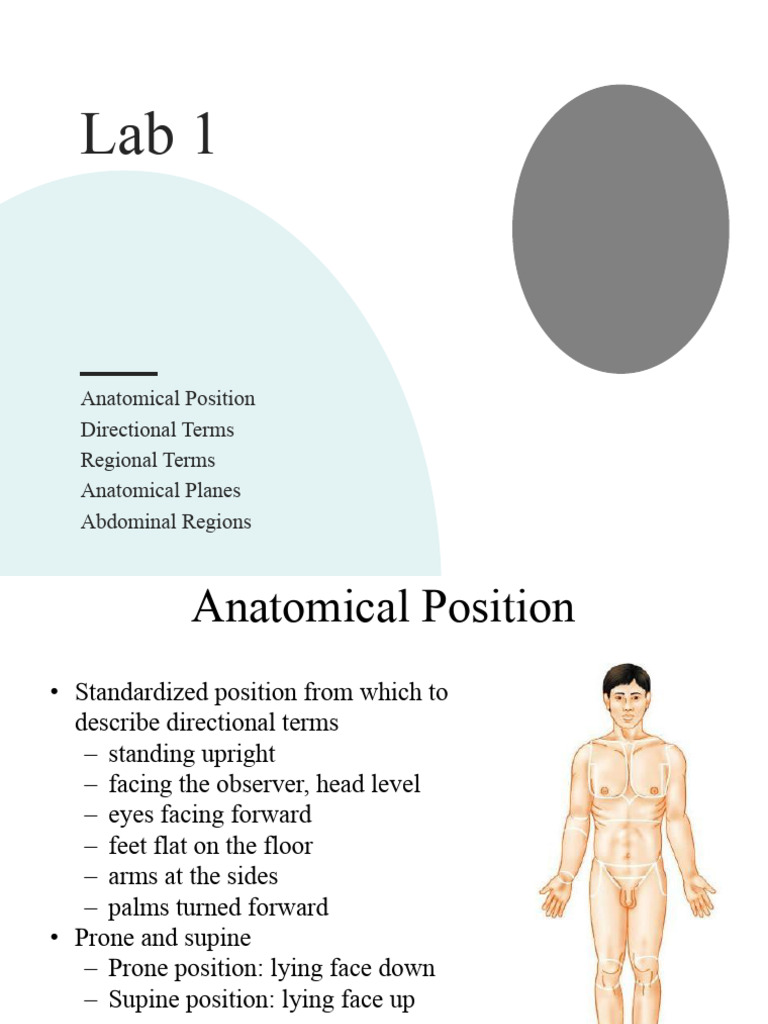 Lab Anatomical Directions | PDF | Anatomical Terms Of Location | Thorax ...