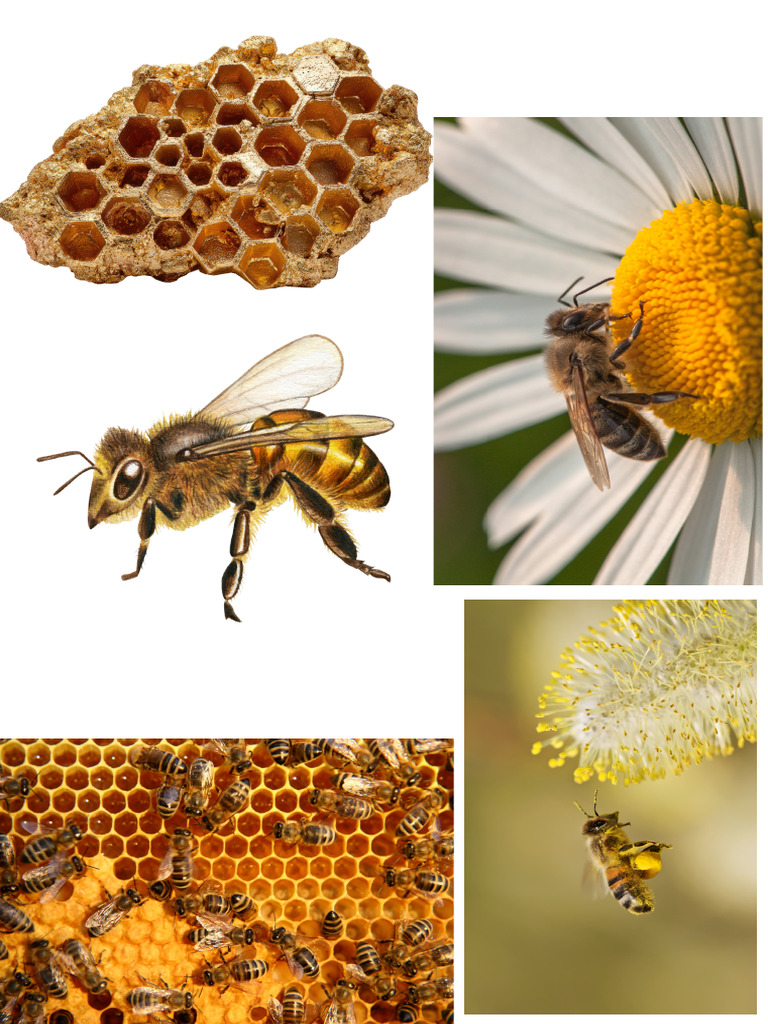 Bees | PDF