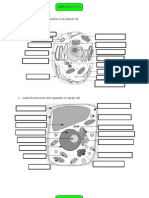 Cell Structure