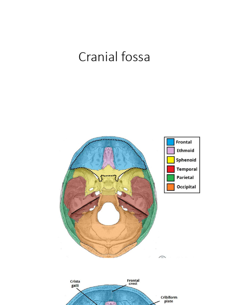 Cranial Fossae OSTEOLOGY | PDF