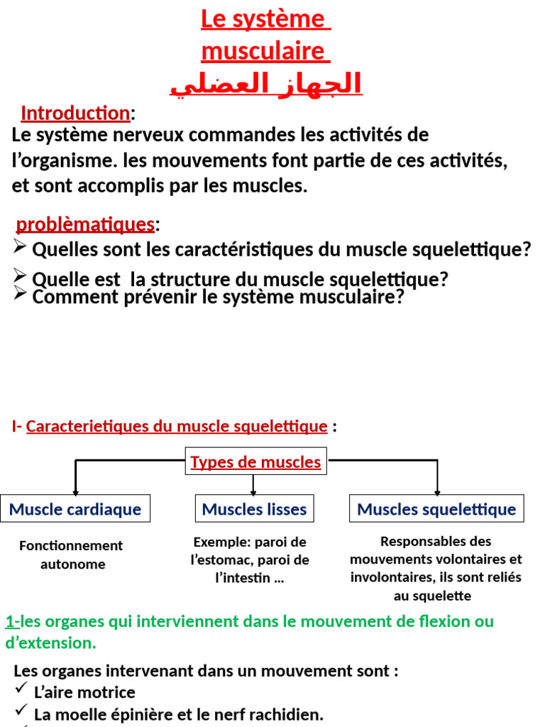 Chapitre 2 Système Musculaire Modifié | PDF | Muscle | Muscle squelettique