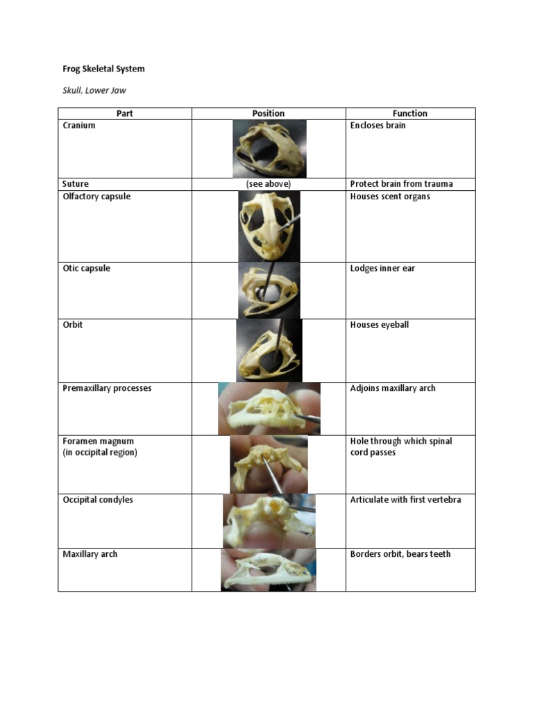 Frog Dissection: Skeletal and Muscular Systems | Vértebra | Crânio