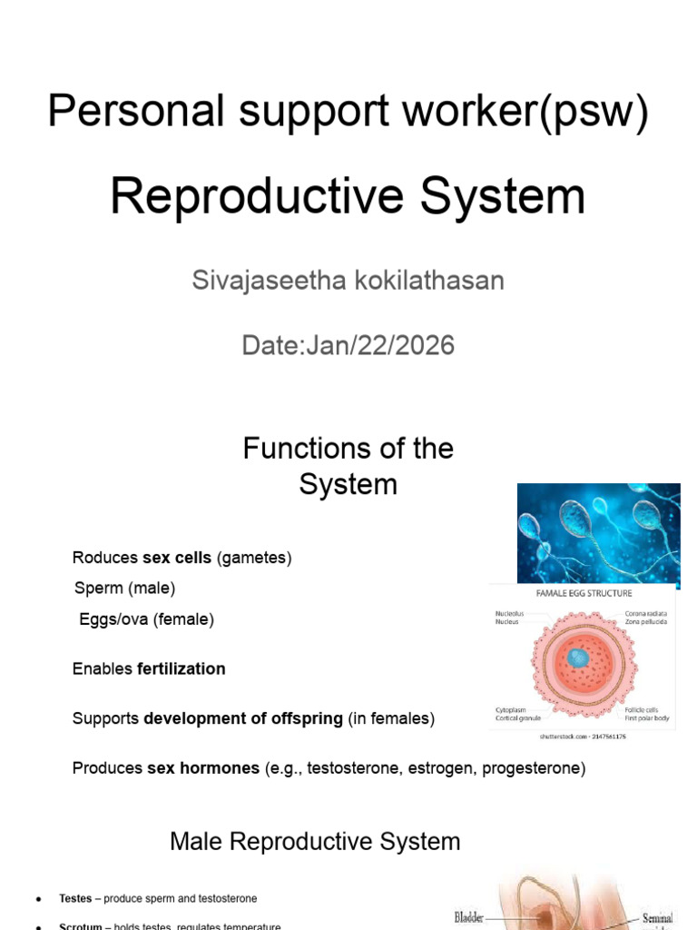 Reproductive System | PDF