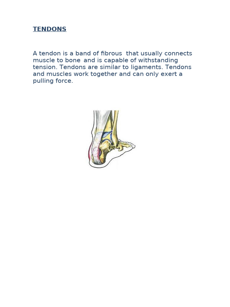 Aubane Fathoux Durand - TENDONS | PDF