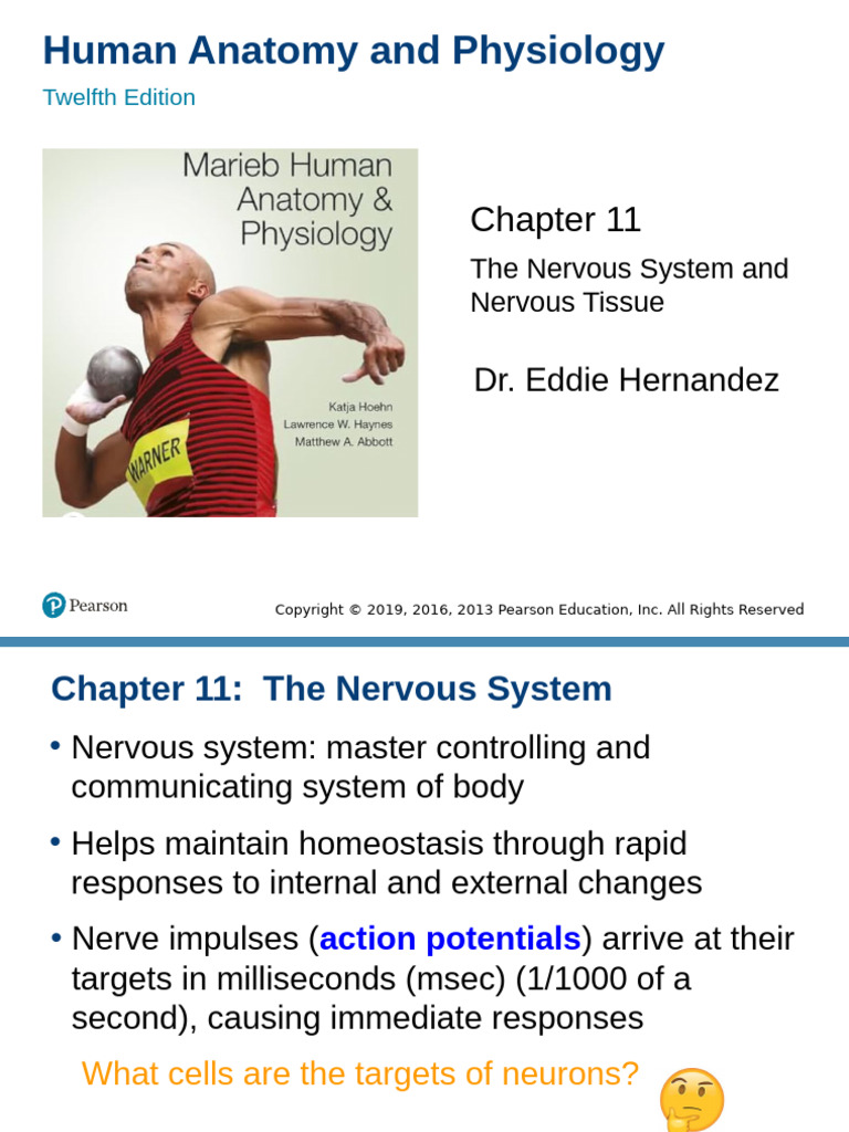 AP1 Chapter 11 Nervous System | PDF | Axon | Chemical Synapse