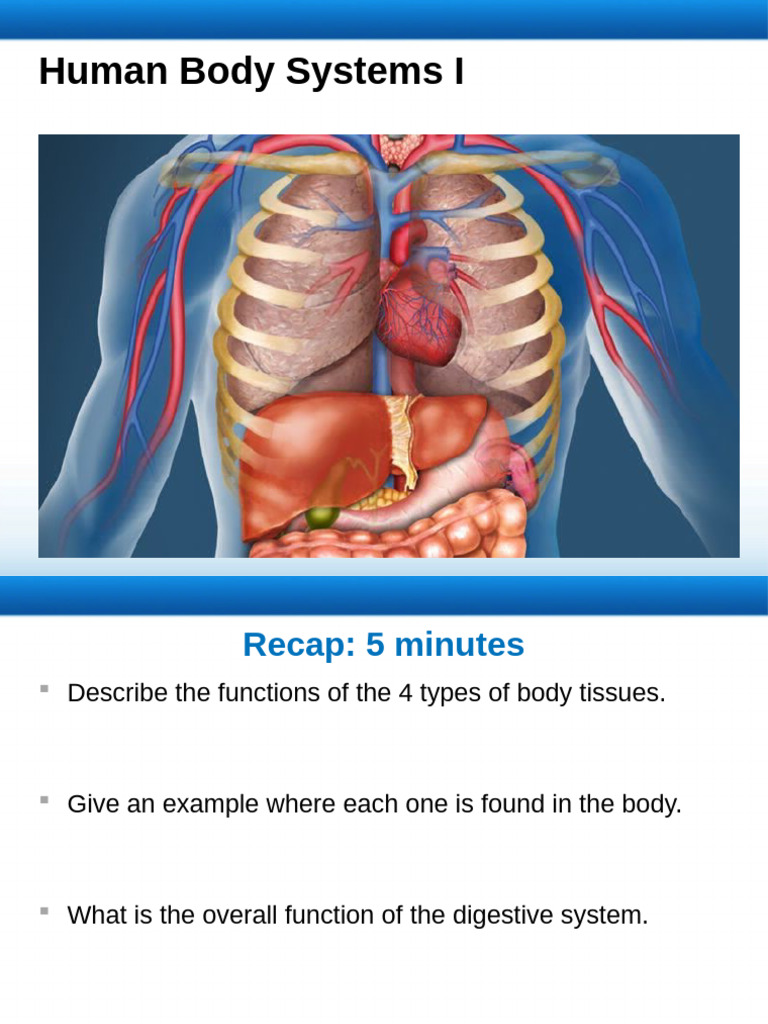 27.2 Human Systems I - The Digestive System | PDF | Small Intestine ...