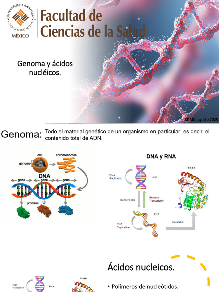 Clase 6 - Genoma y Ácidos Nucléicos | PDF | Rna | Adn
