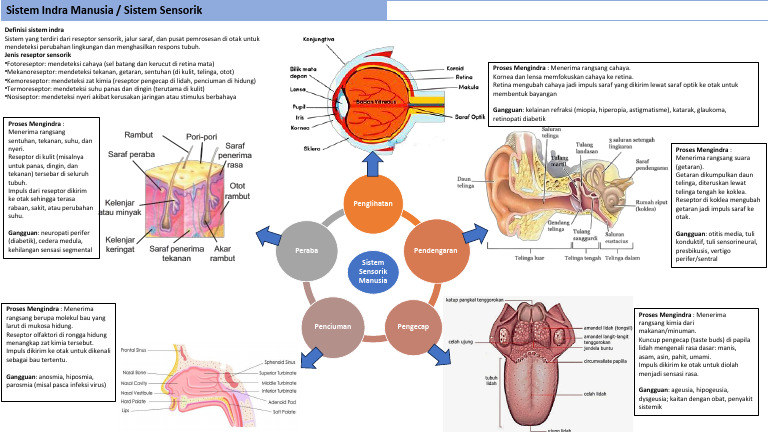 Yati Yuliati 2025350035 Sistem-Sensorik-Manusia | PDF