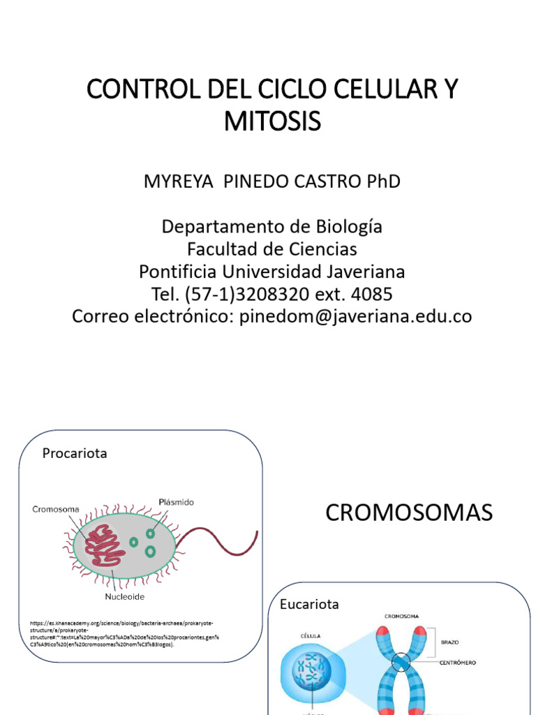 Ciclo celular y control 25 | PDF | Mitosis | Bioquímica