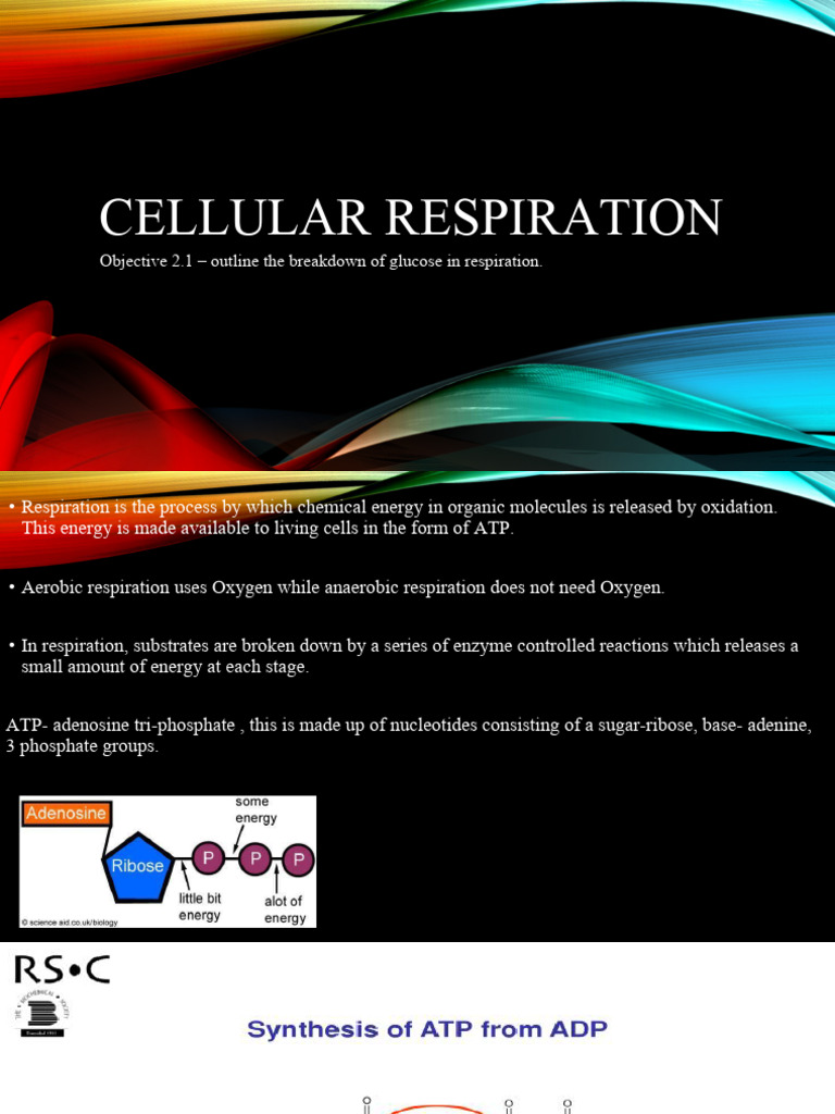 Cellular Respiration | PDF | Adenosine Triphosphate | Cellular Respiration