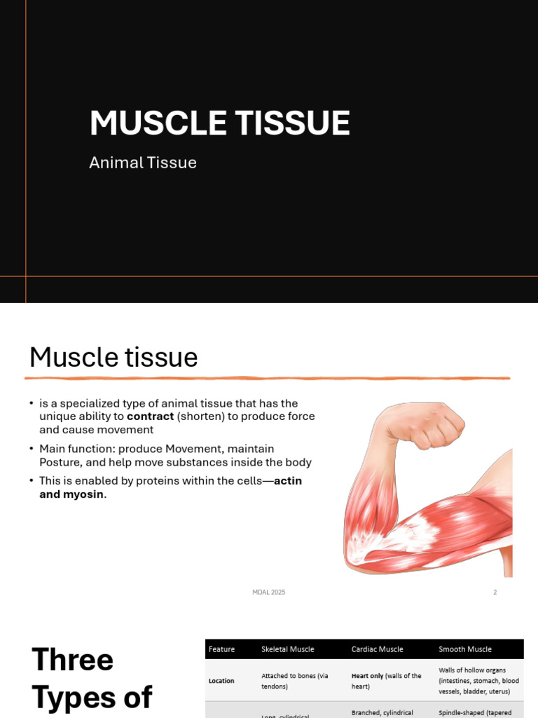 Muscle Tissue | PDF | Muscle | Tissue (Biology)