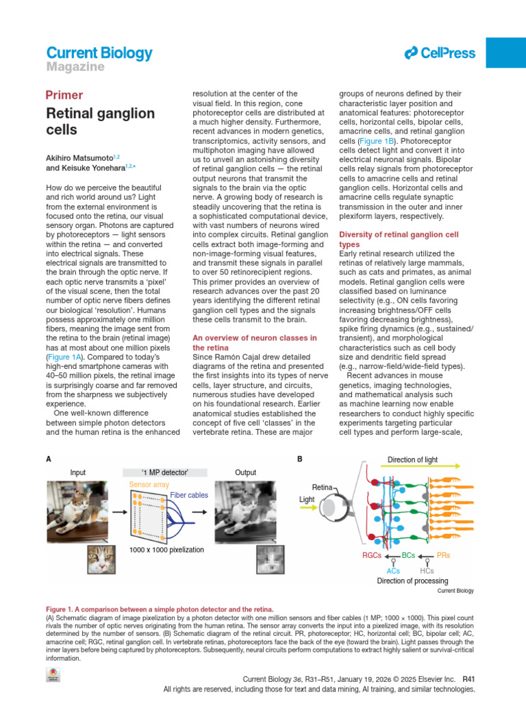 Retinal Ganglion Cells Curbio | PDF | Retina | Visual System