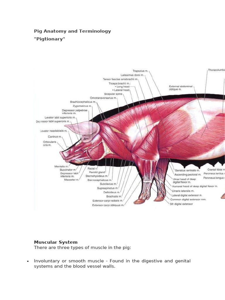 Pig Anatomy and Terminology | PDF | Gastrointestinal Tract | Granulocyte