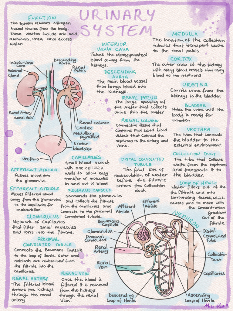 UrinarySystemInformationSheet 1 | PDF