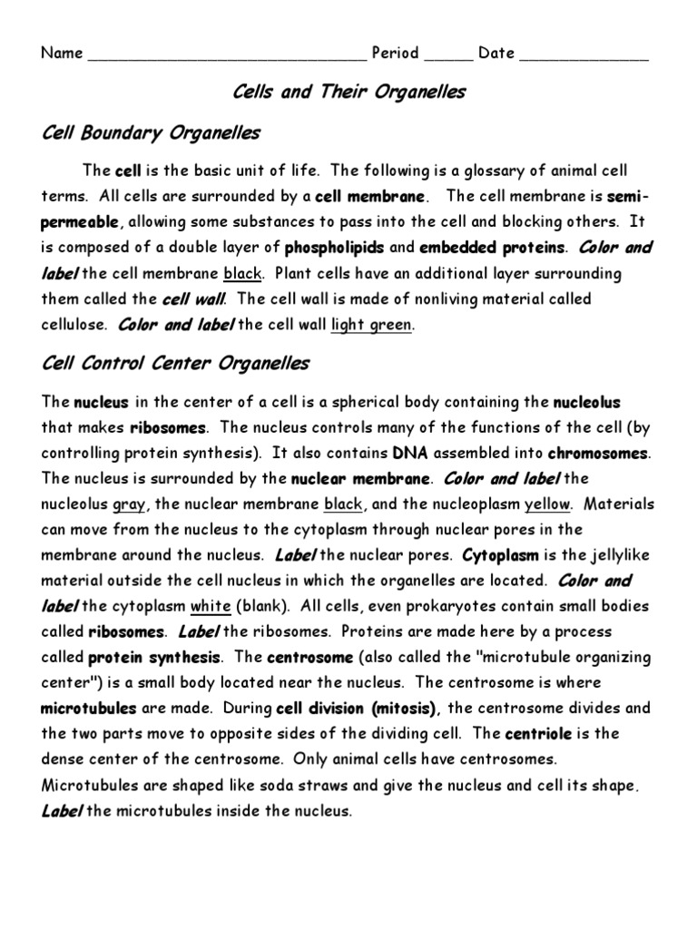 Cell Organelles Functions | PDF | Endoplasmic Reticulum | Cell (Biology)