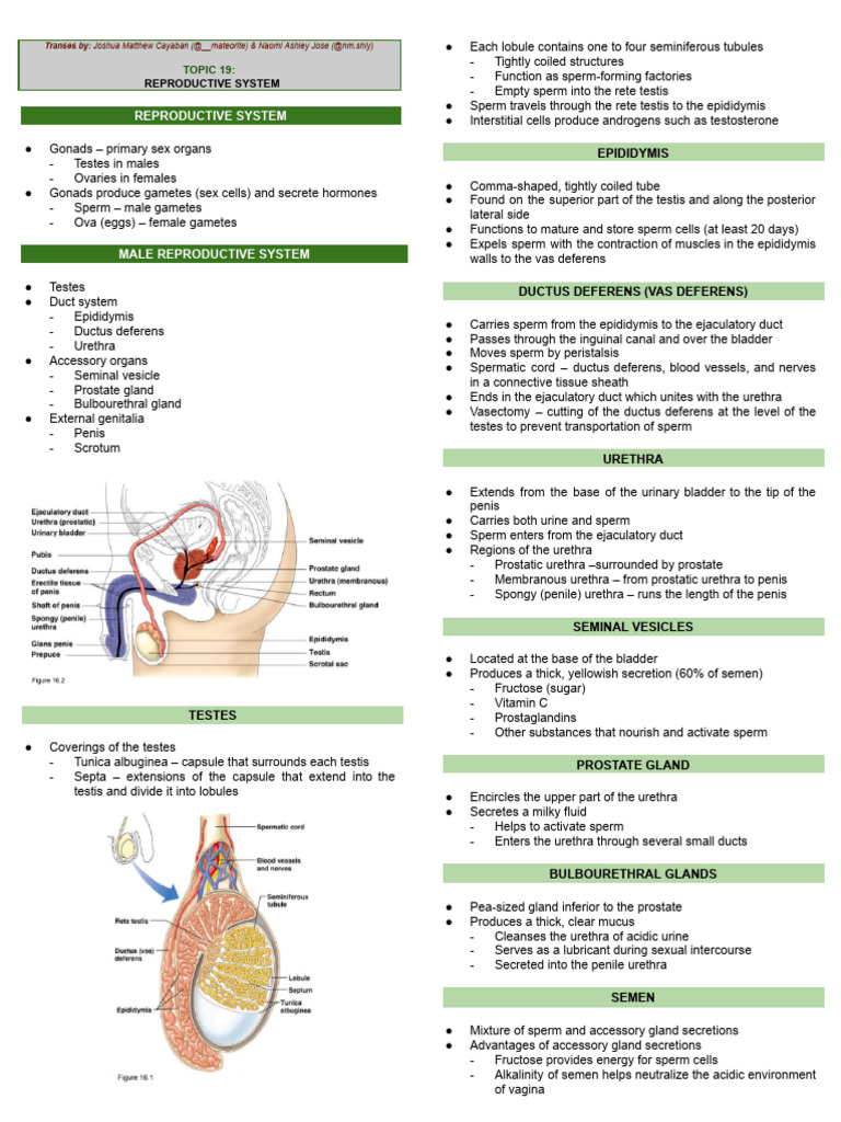 CH19 - Reproductive System | PDF | Uterus | Menstrual Cycle