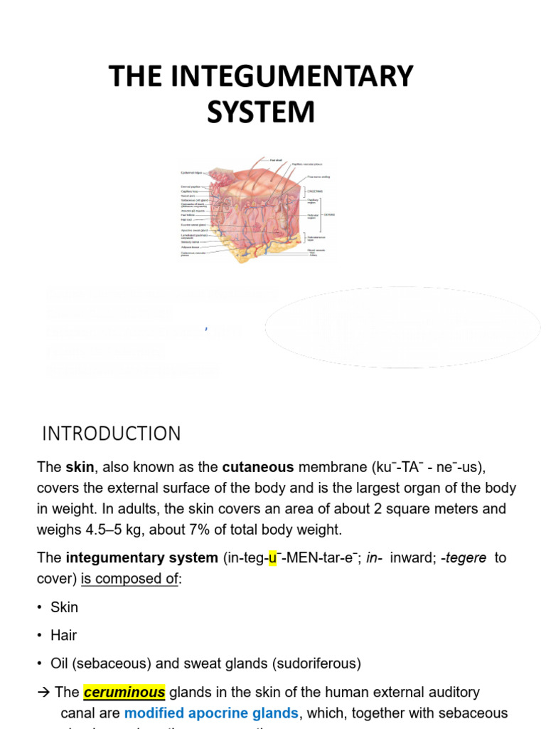 Integumentary System | PDF | Skin | Integumentary System