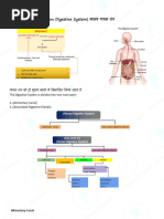 Overview of the Human Digestive System | PDF | Human Digestive System ...